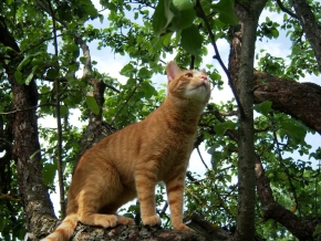 Katinas medyje 2011